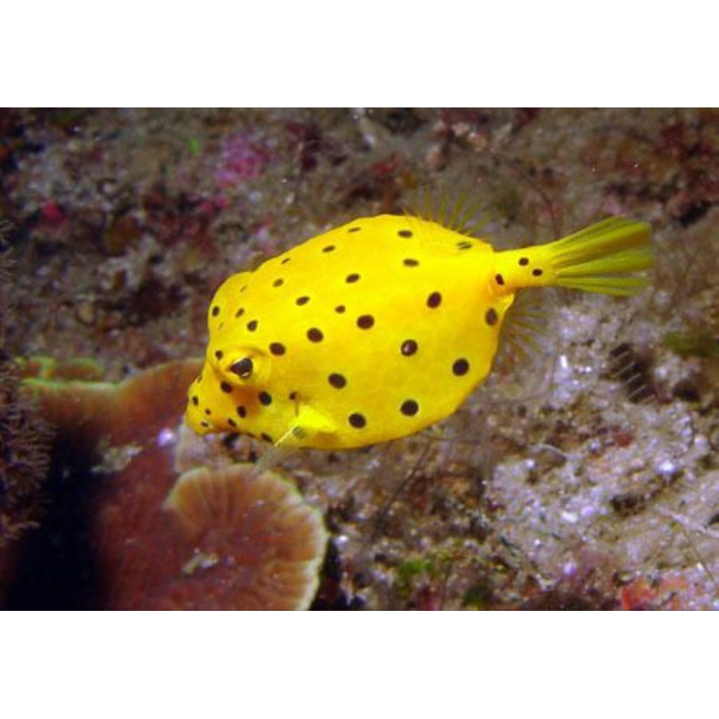 IKAN HIAS LAUT BOXFISH/ BABY BUNTAL KOPER KUNING