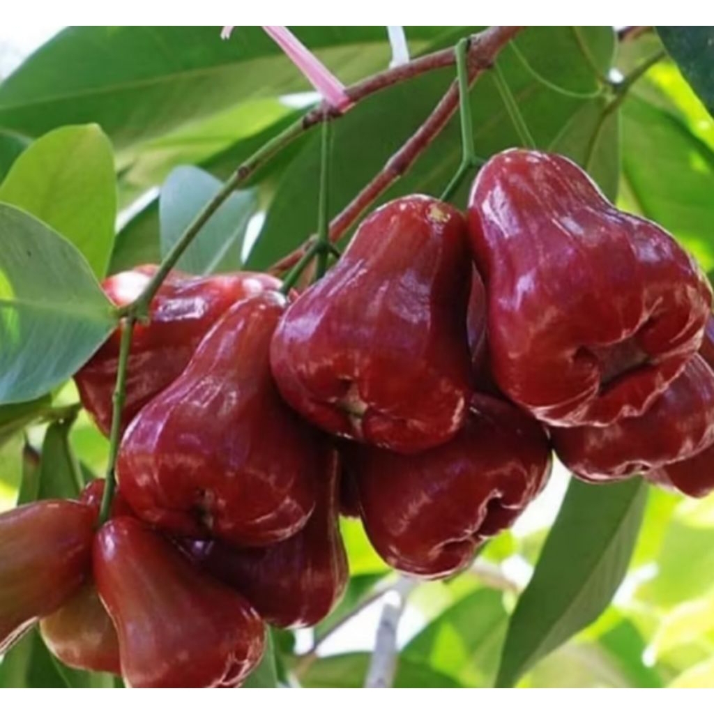 

JAMBU AIR MERAH SEGAR