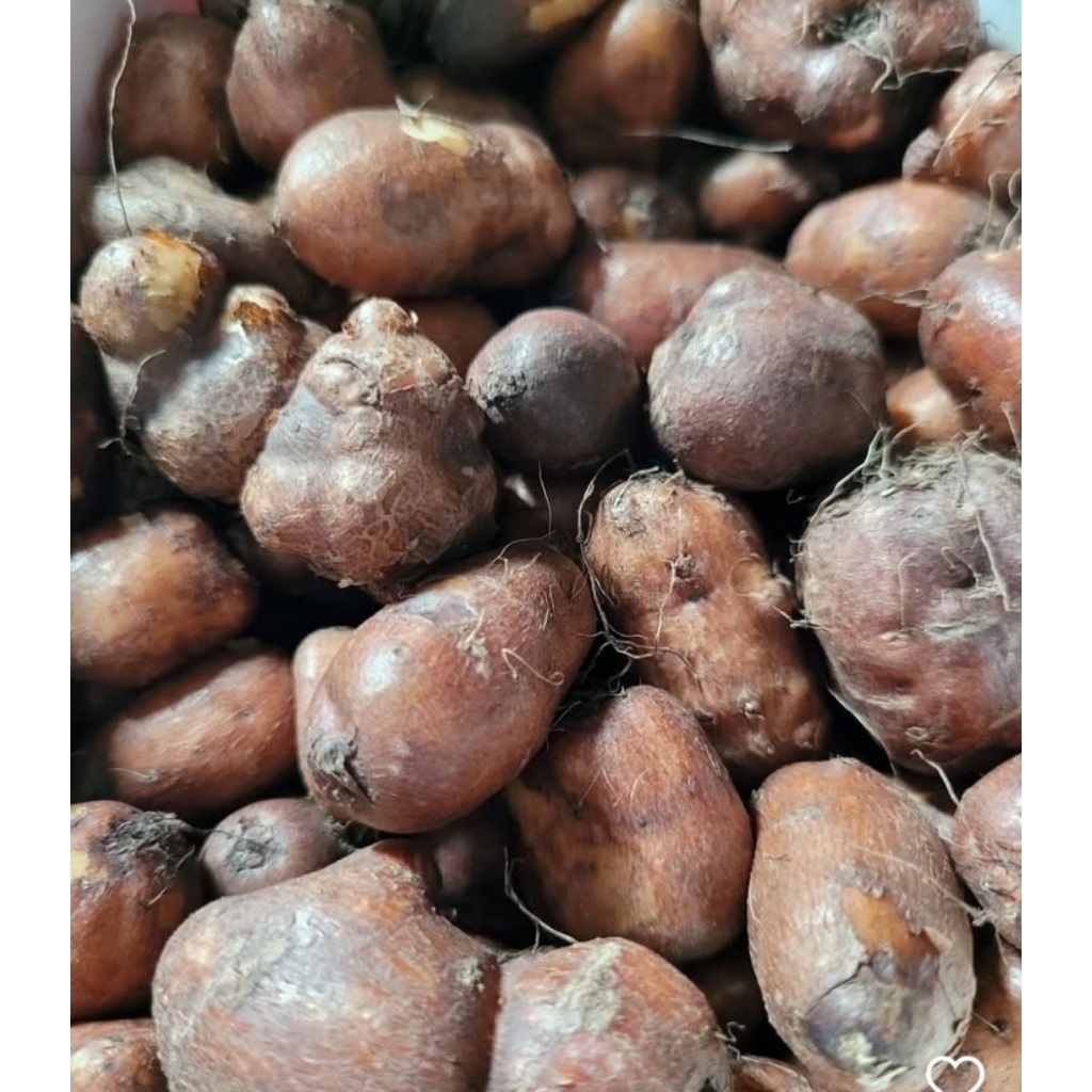 

Kentang hitam super segar 1 kg/ kentang bulu / kentang kelinci