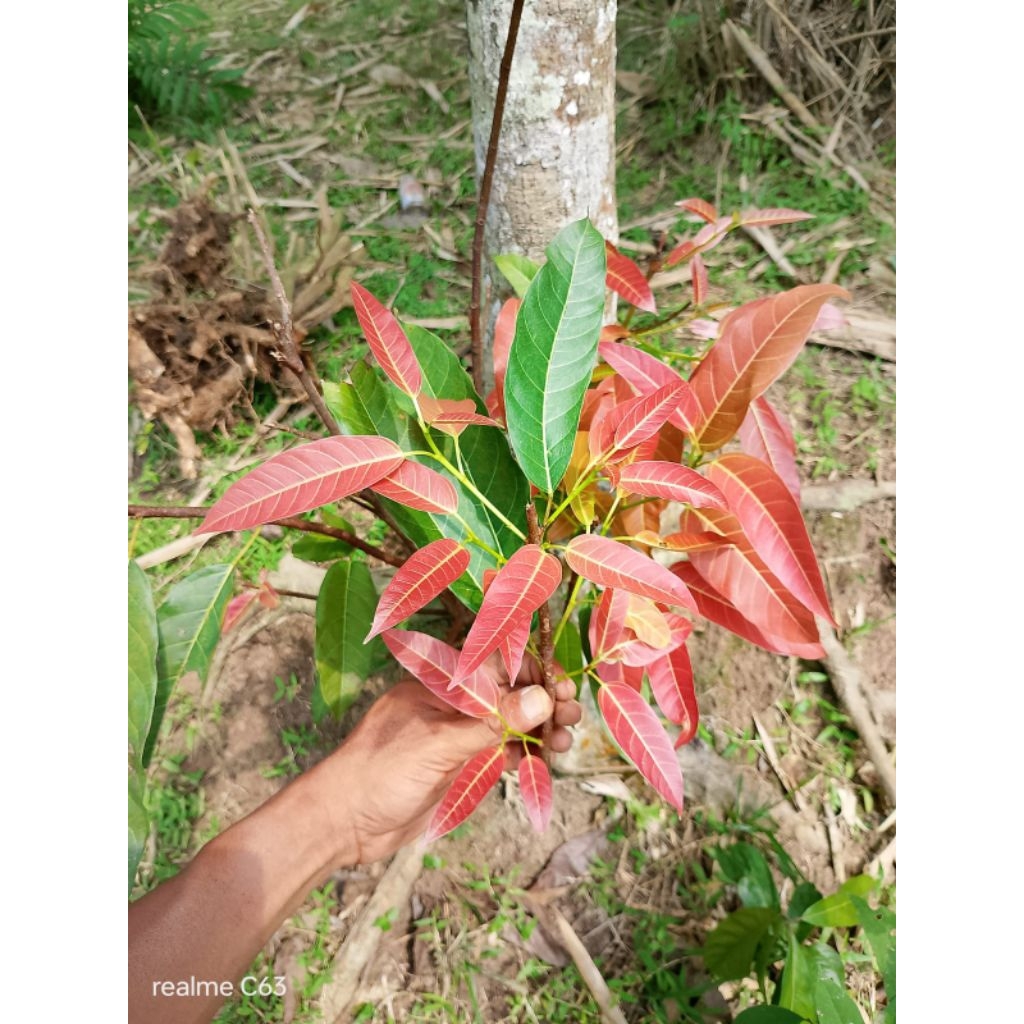 Paket isi 10 bibit cutting/stek bunut pucuk merah (ficus virens)