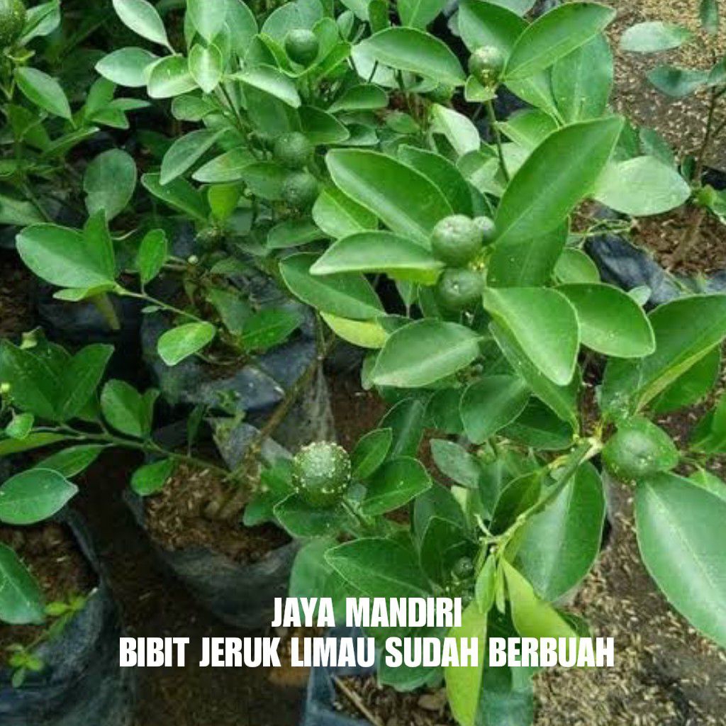 BIBIT JERUK LIMAU (BERBUAH) SUDAH BERBUAH