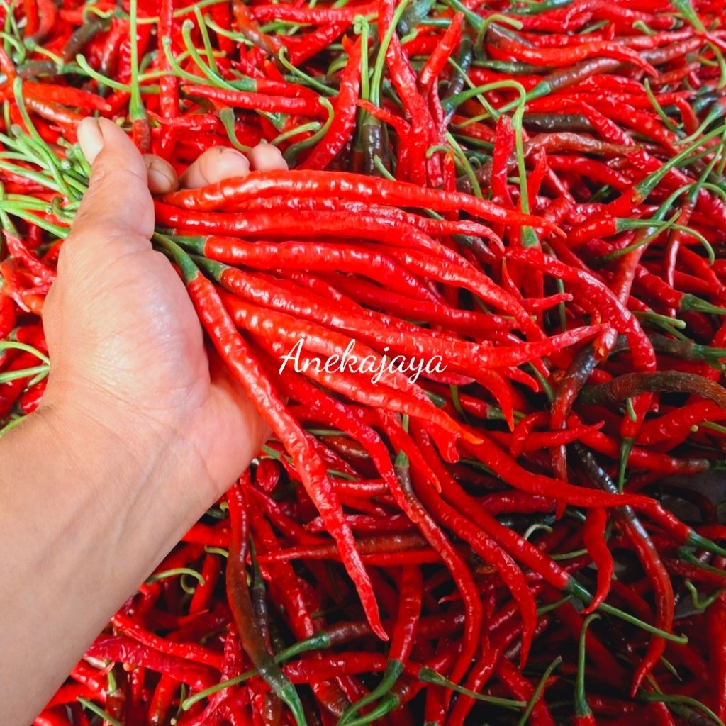 

cabe/cabai merah keriting 1kg