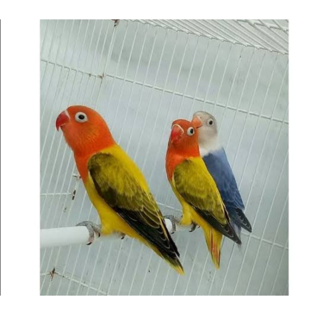 

Telur fertil LOVE BIRD BIO EUWING GOLD