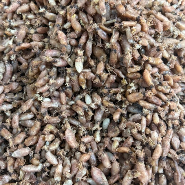 

BABY CUMI SIZE MINI TAWAR