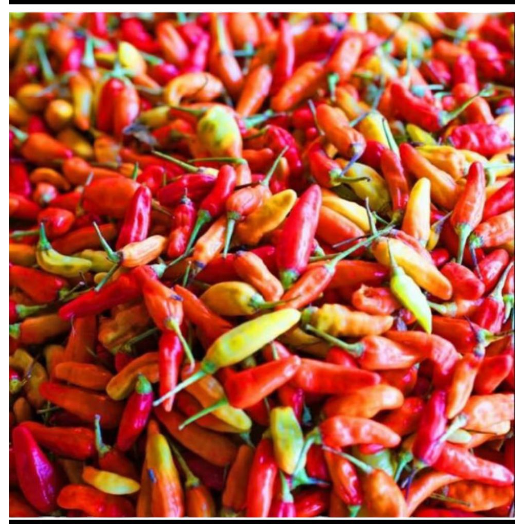 

cabe rawit segar 500 gram