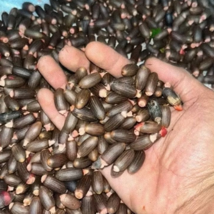 

BIJI MELINJO BIJI BUAH MELINJO TANGKIL MLINJO MALINJO DI KIRIM DARI BANTEN