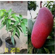 Tanaman Mangga Ji zhi