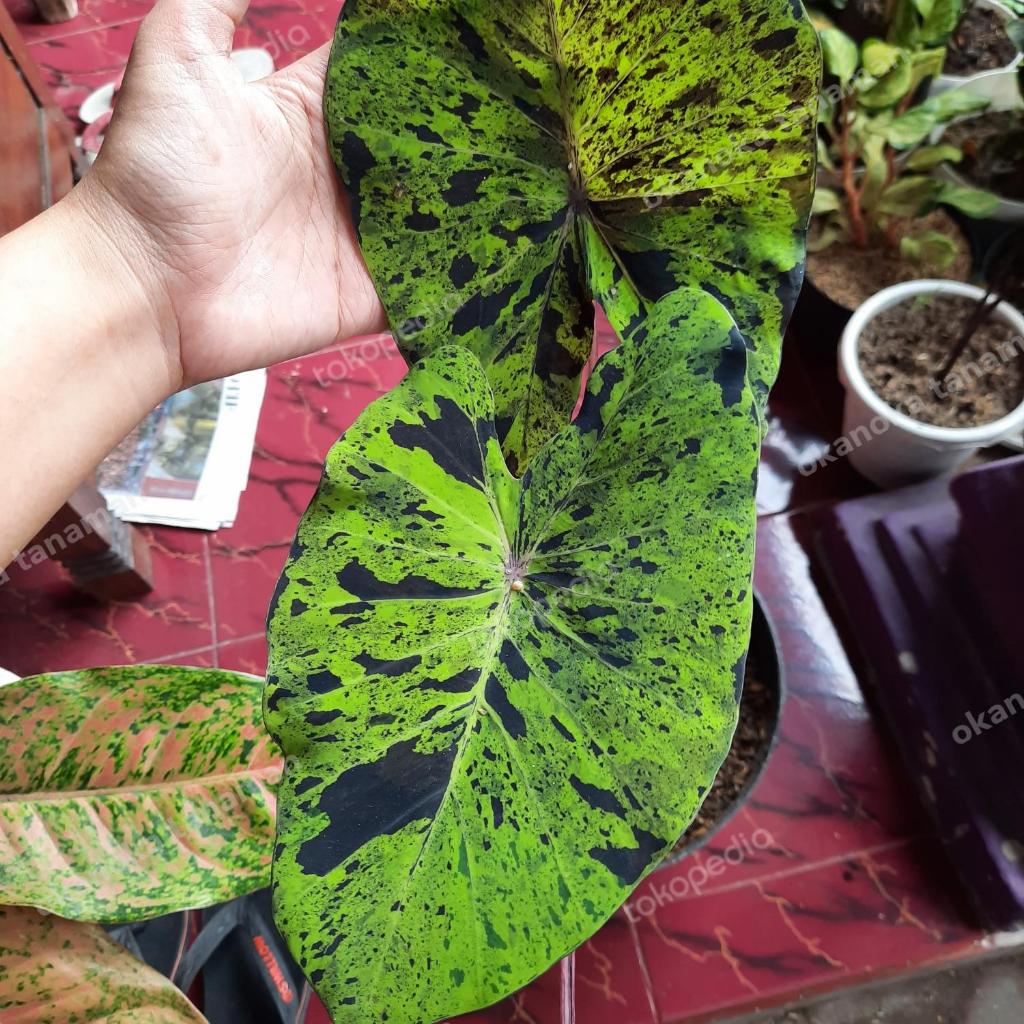 Colocasia Mojito Tanaman Hias