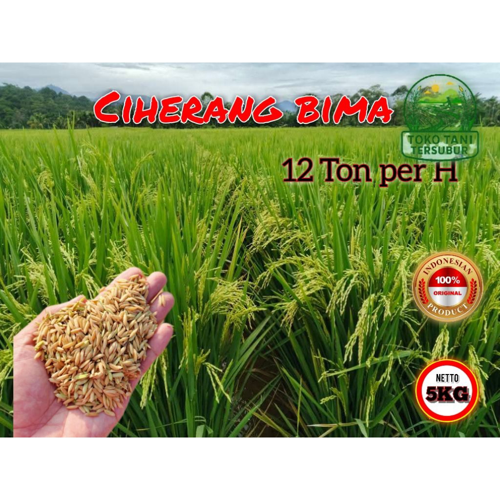 Benih padi ciherang bima kemasan 5 kg kualitas super