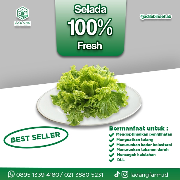 

Lettuce / Selada Keriting Siap Panen Fresh 500 Gr