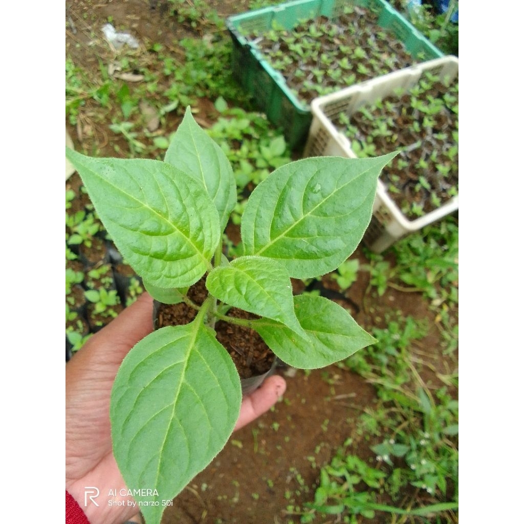 bibit cabai gendot dieng,