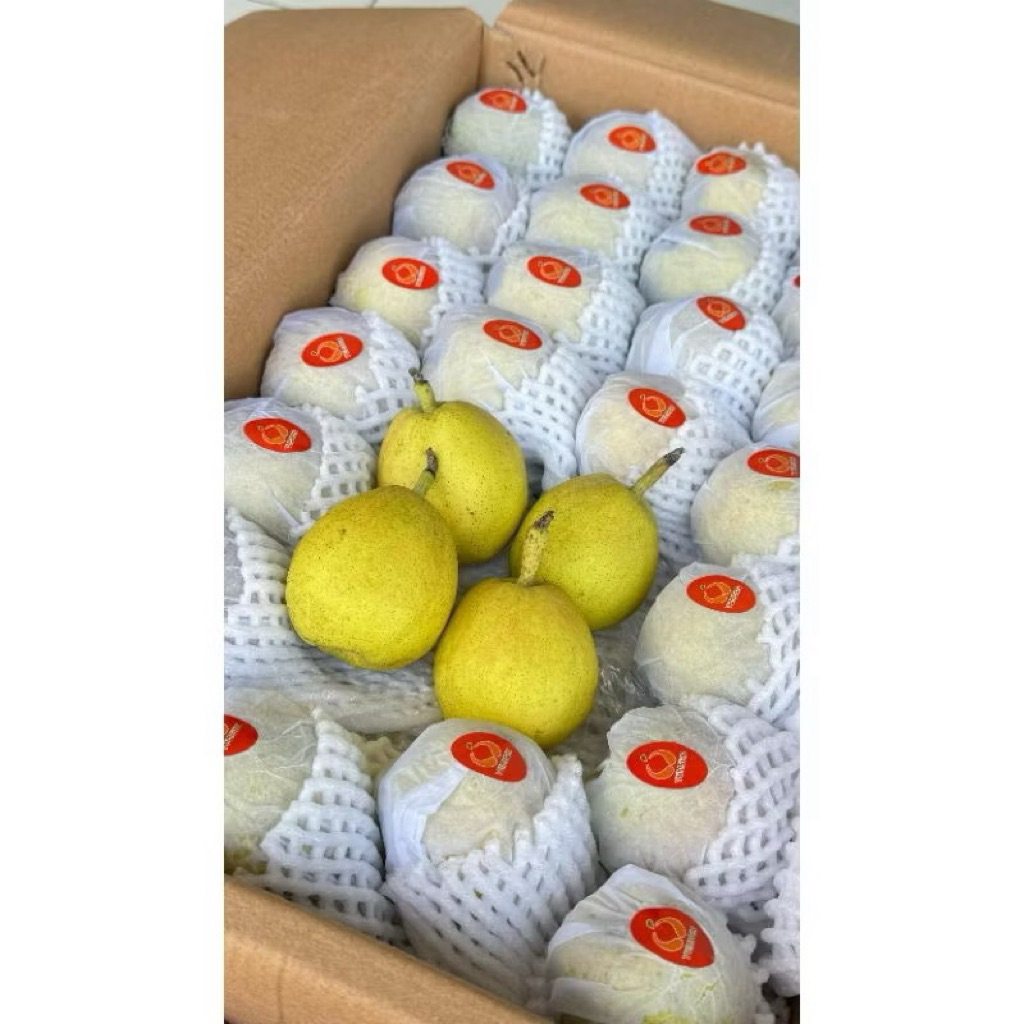 

Xiang Lie Pear Import Super Fresh - Rasa Legit (box)