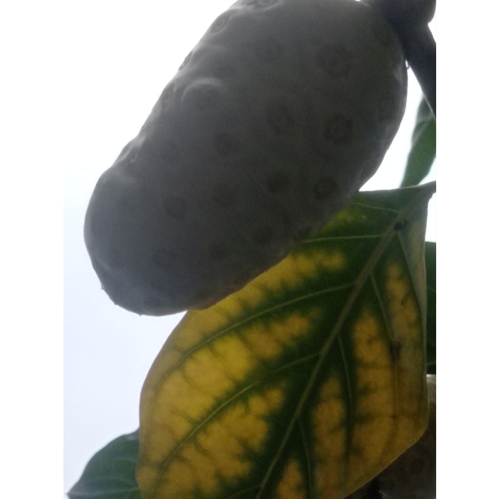 

buah mengkudu segar per 1kg