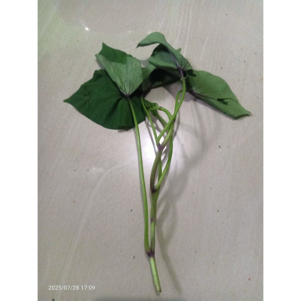 

JUAL BIBIT UBI ACE 1 PCS