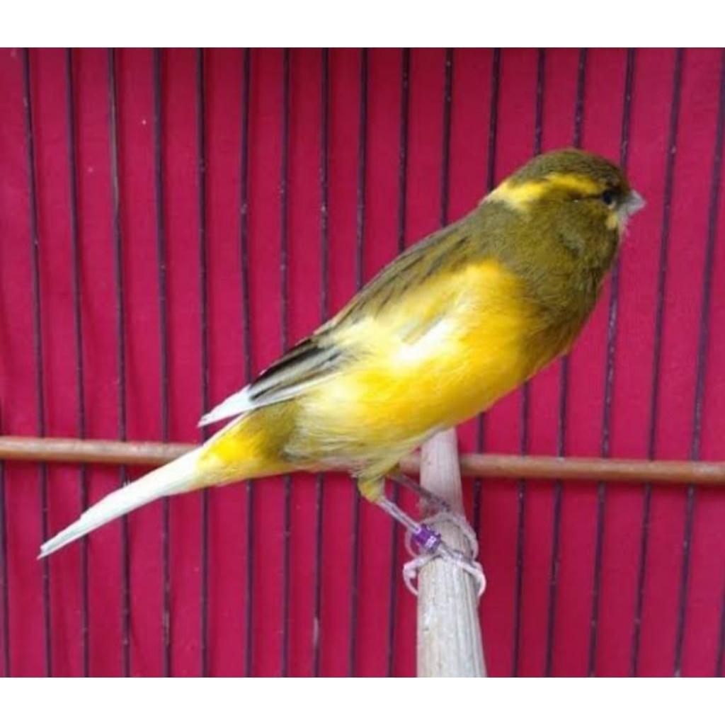 

PAKET 3 telur fertil KENARI F1 siap tetas