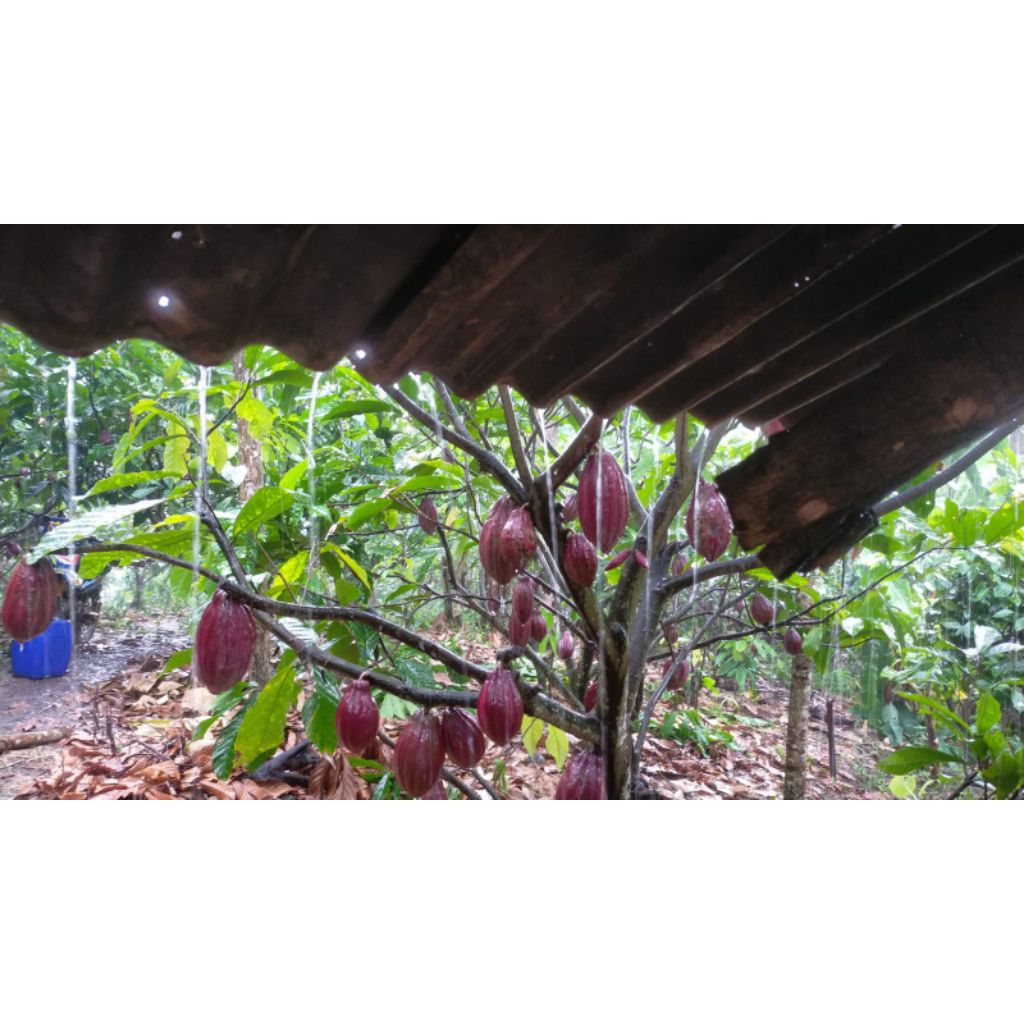 

Buah kakao/buah coklat