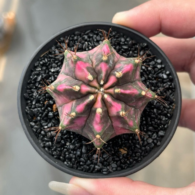 Kaktus Gymno Pink Diamond