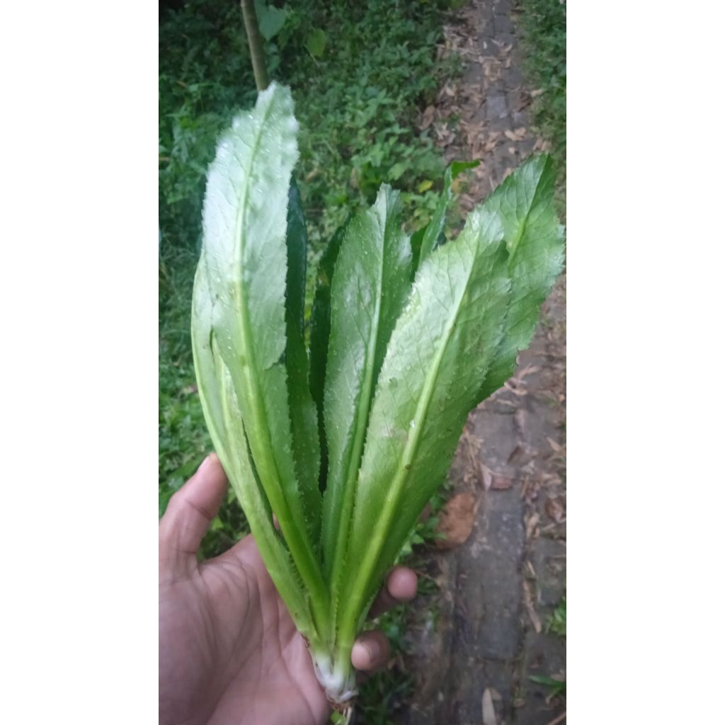 

Daun walang sangit segar 1 kg dipetik dadakan