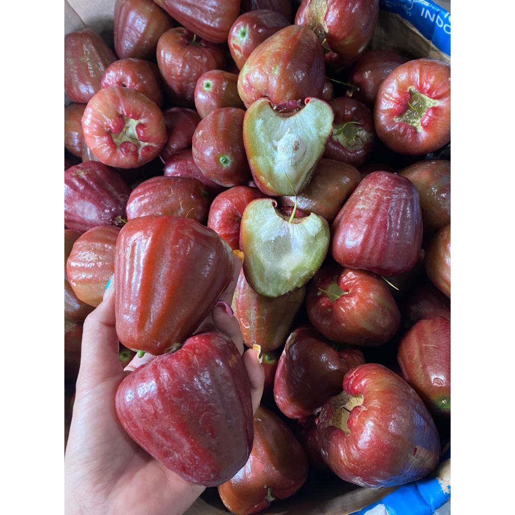 

JAMBU WULUH / JAMBU CITRA FRESHH !!!