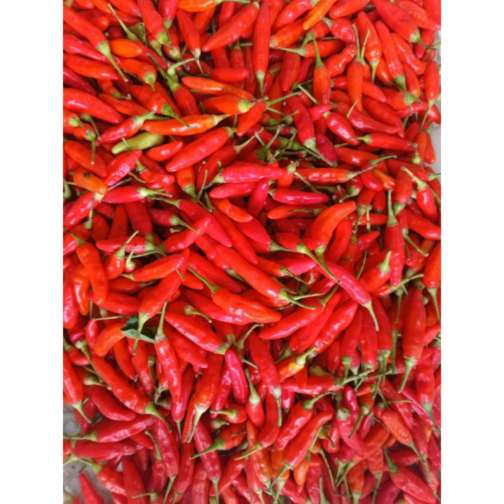 

Cabai ORI 212 petik langsung