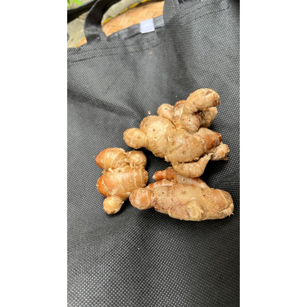 

Kencur segar bersih tanpa tanah/1 kg