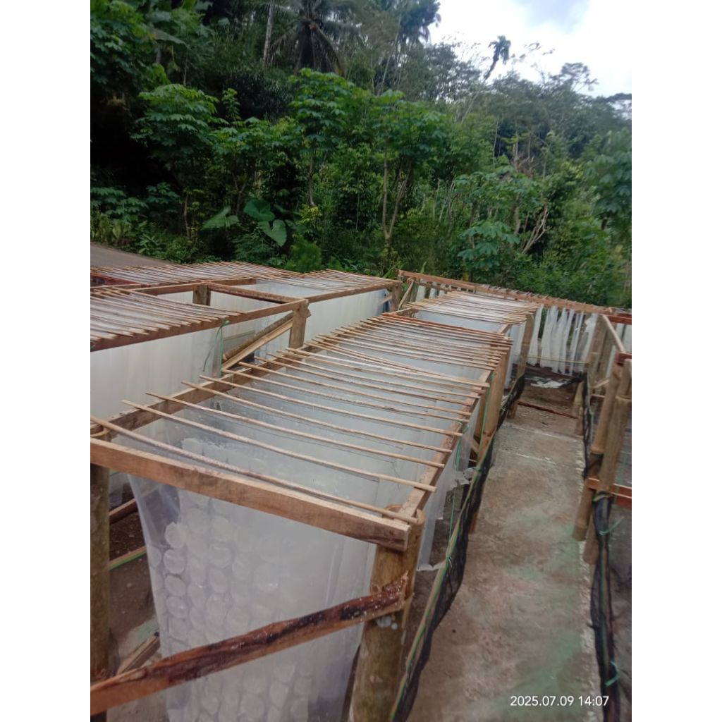 

kecimpring singkong mentah 250g