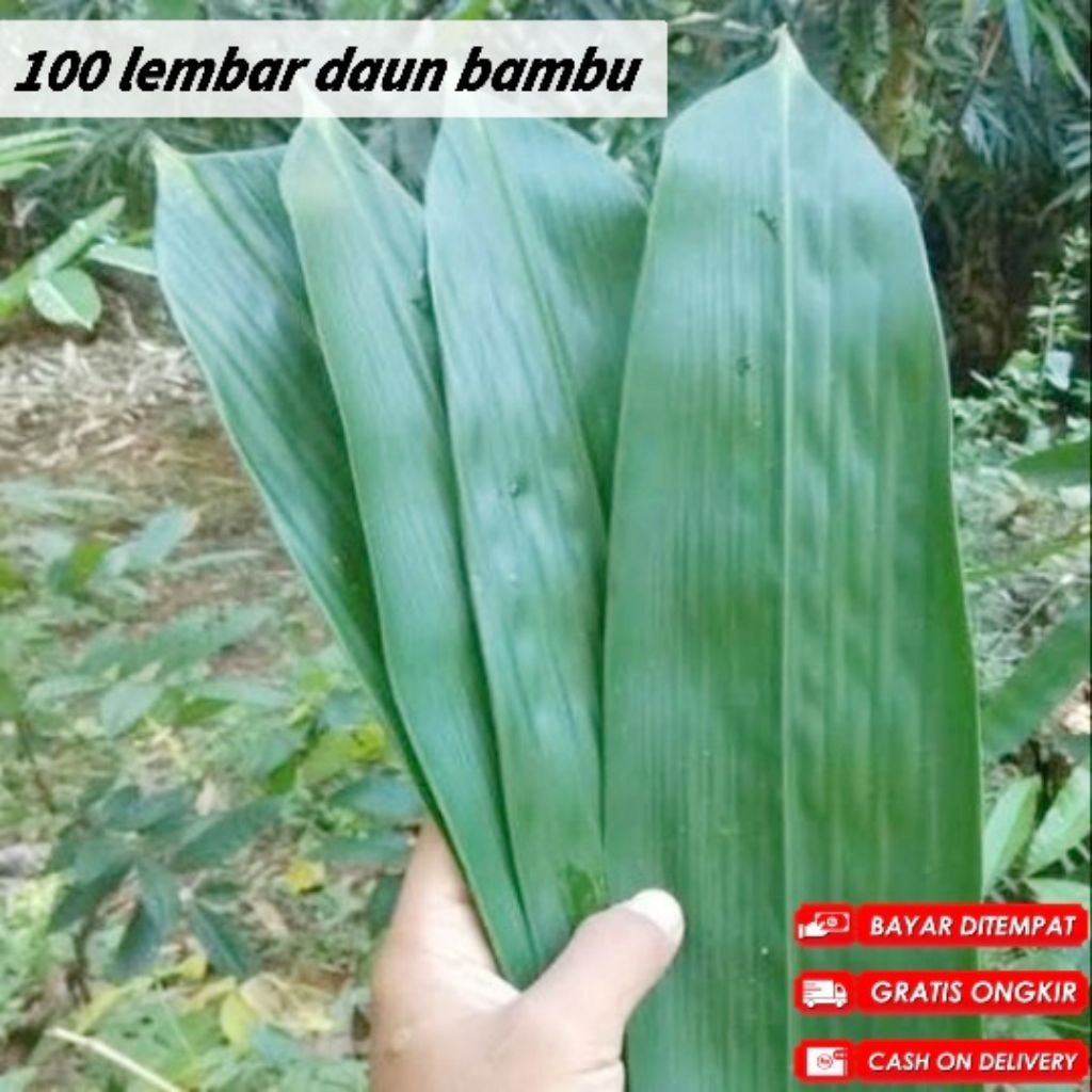 

daun bambu segar isi 100 pcs