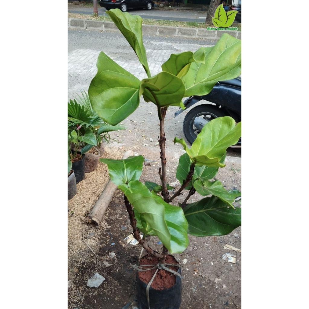 tanaman hias ketapang biola tinggi