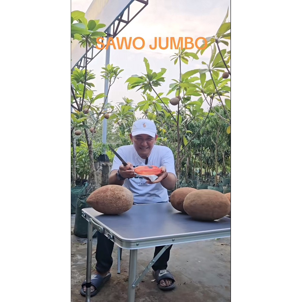 

SAWO JUMBO Mame Sapote