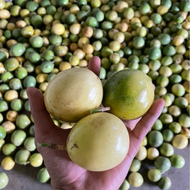 

Jual buah markisa kwalitas super 1 kg ( rasanya nyegerin )