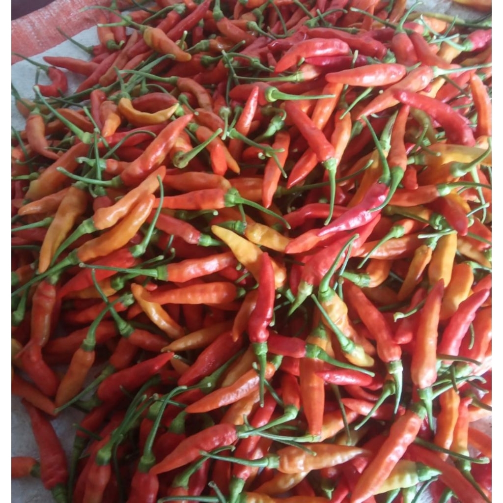 

Cabe rawit setan Merah Segar 1kg