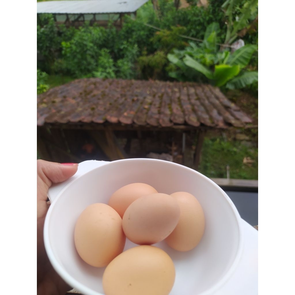

telur ayam kampung