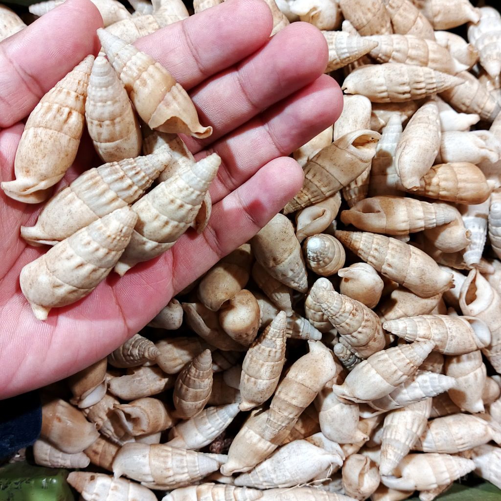 

Cangkang kerang pocong coksu - kerang pocong putih - cangkang kerang kecil - ecer kerang hias - kerang burung - kerang bahan kerajinan