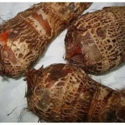 

UMBI TALAS PULEN KEMASAN 1 KG