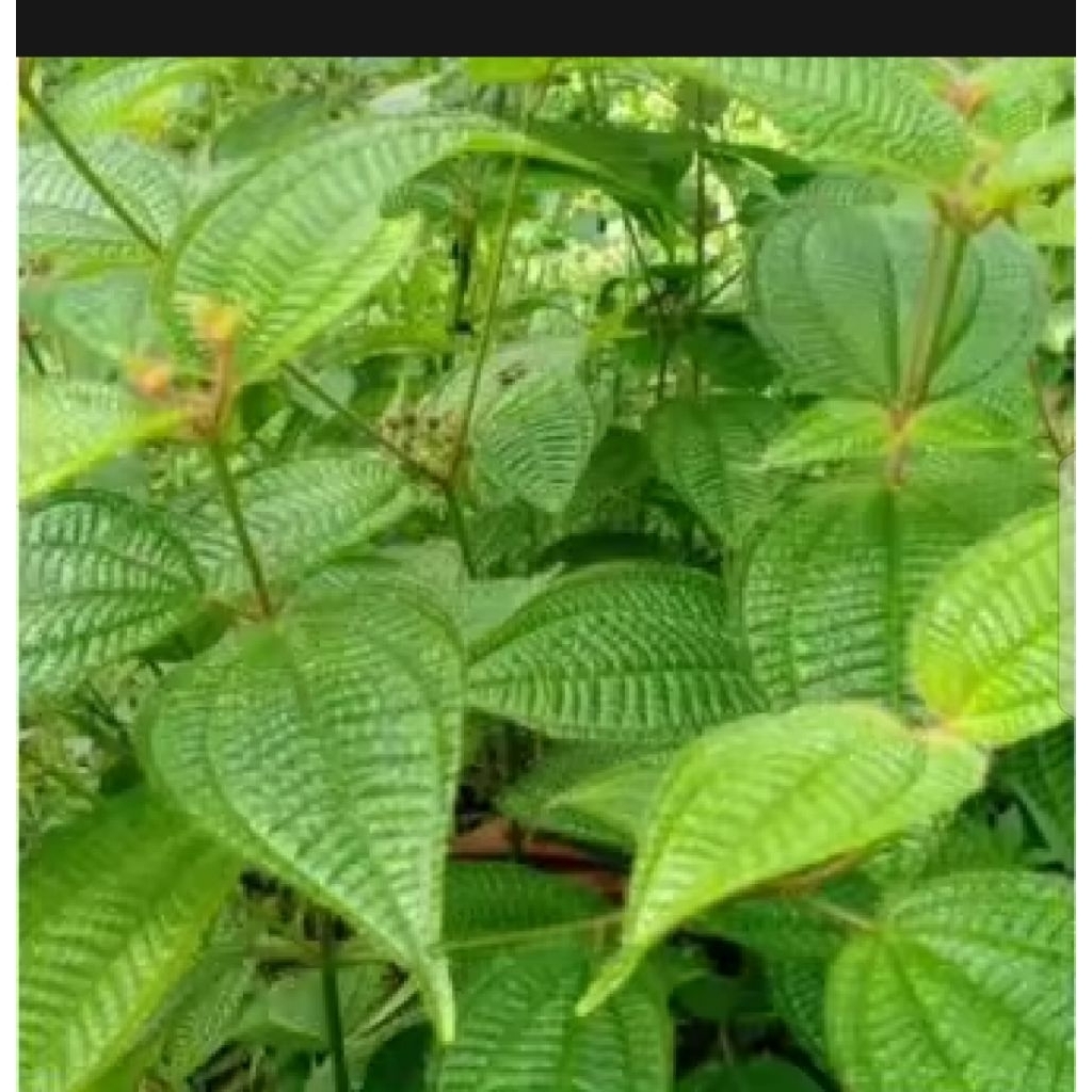 

DAUN HARENDONG BULU SEGAR 500 GRAM