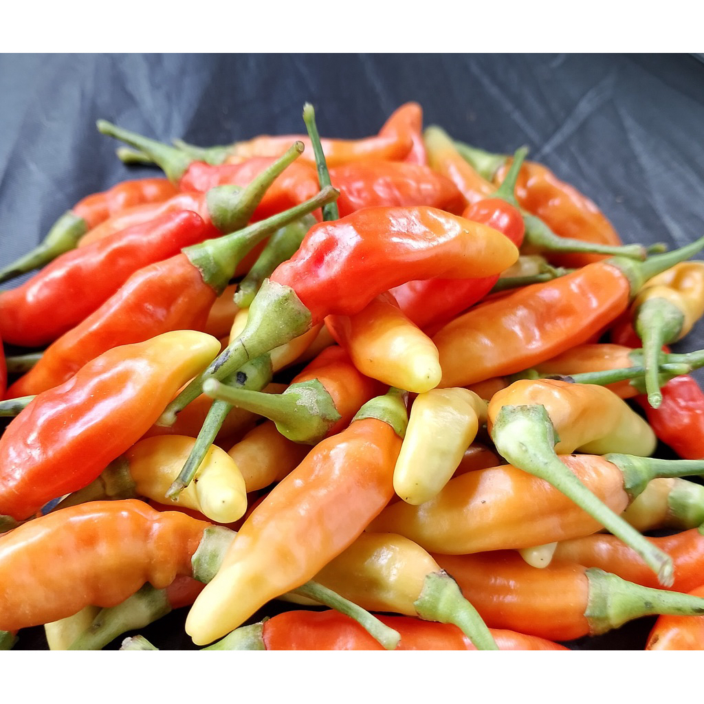 

Cabe Rawit Merah Ori Fresh Langsung petani