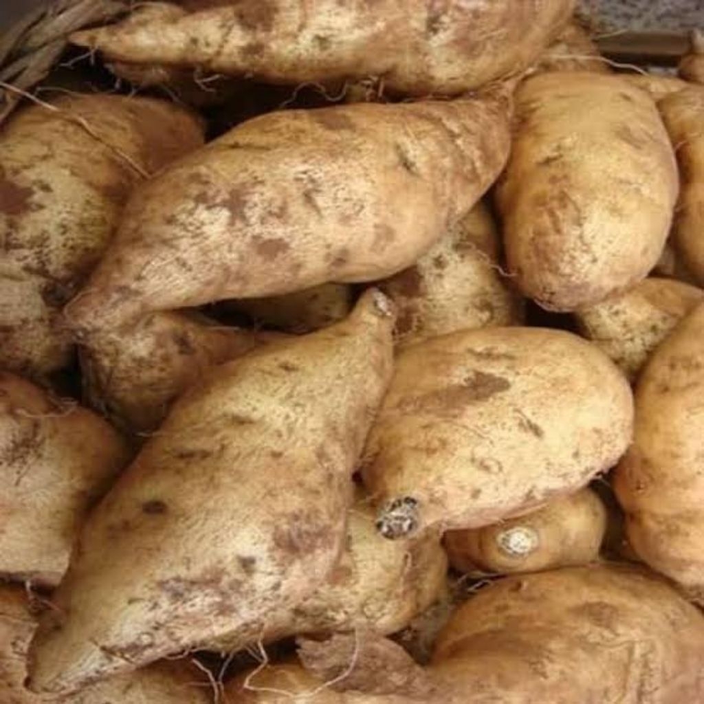 

ubi /lobak putih fresh pulen manis empuk kualitas terjamin 1kg