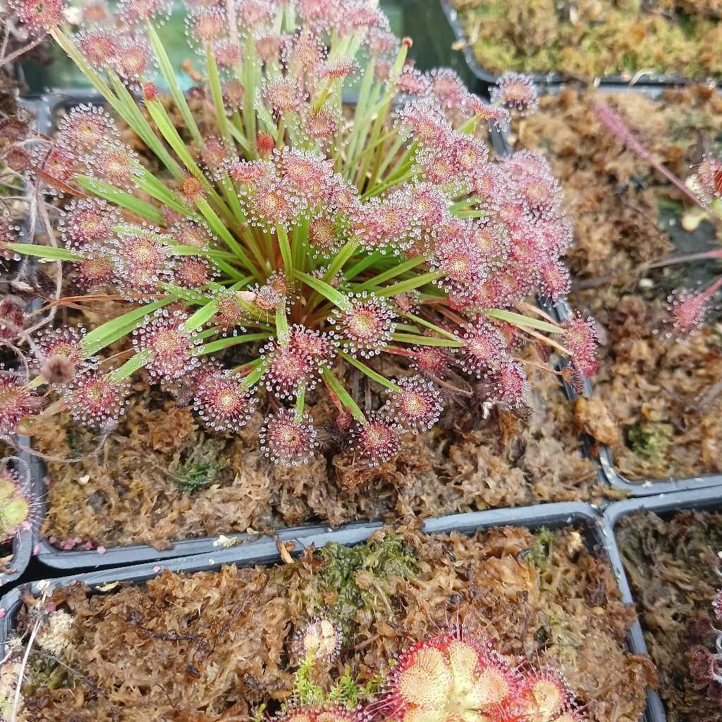 Drosera Petiolaris
