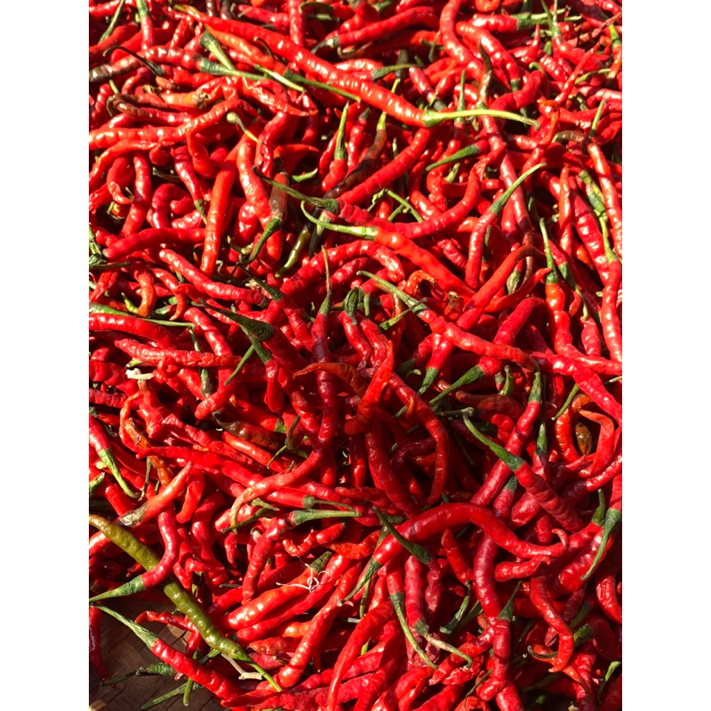 

cabe/cabai merah keriting kualitas super segar 1kg termurah