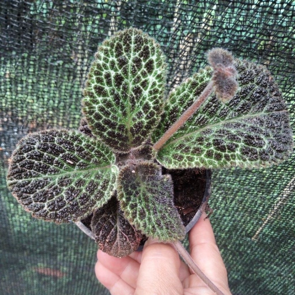 episcia import Lady Amazon