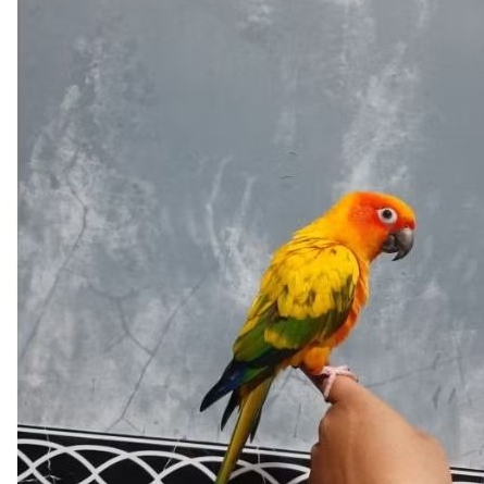 BURUNG SUNCONURE HIGH YELLOW