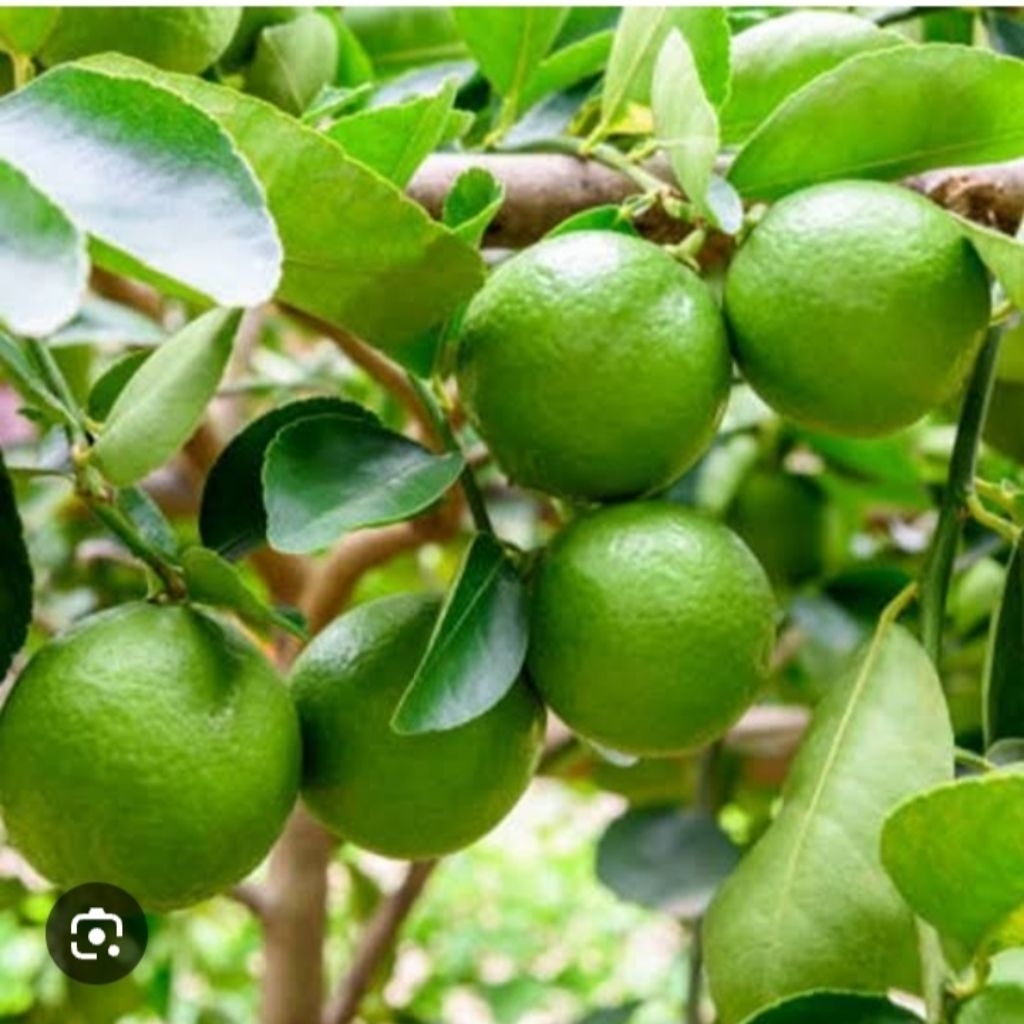 

Jeruk Nipis 1kg Jumbo Fresh