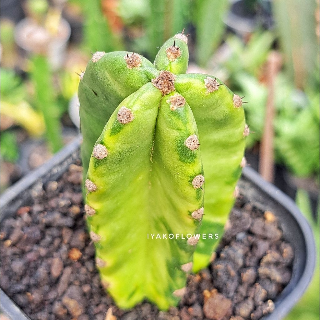 KAKTUS KOBOI VARIGATA | IYAKO FLOWERS