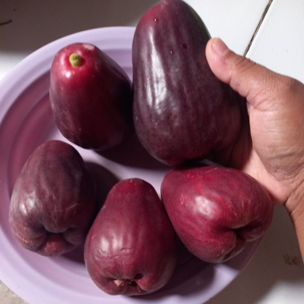 

jambu bol jamaika