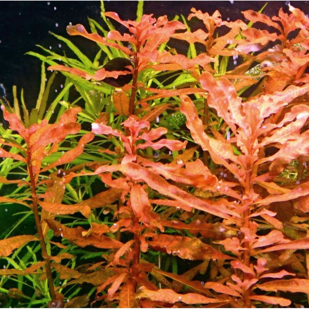 ludwigia inclinata brown tanaman aquascape