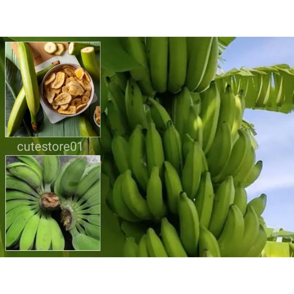 

Pisang Mentah 1kg Termurah