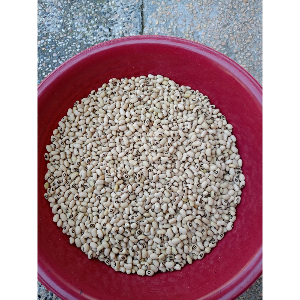 

kacang tolo/kacang tunggak putih baru panen