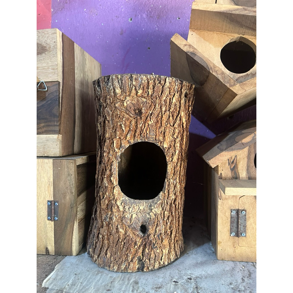 rumah kayu pohon bertelur Burung MURAI BATU