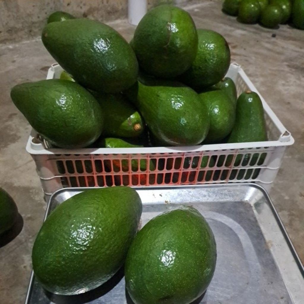 

ALPUKAT PLUWANG || ALPUKAT PANGERAN || 2 buah 1000-1100 gram