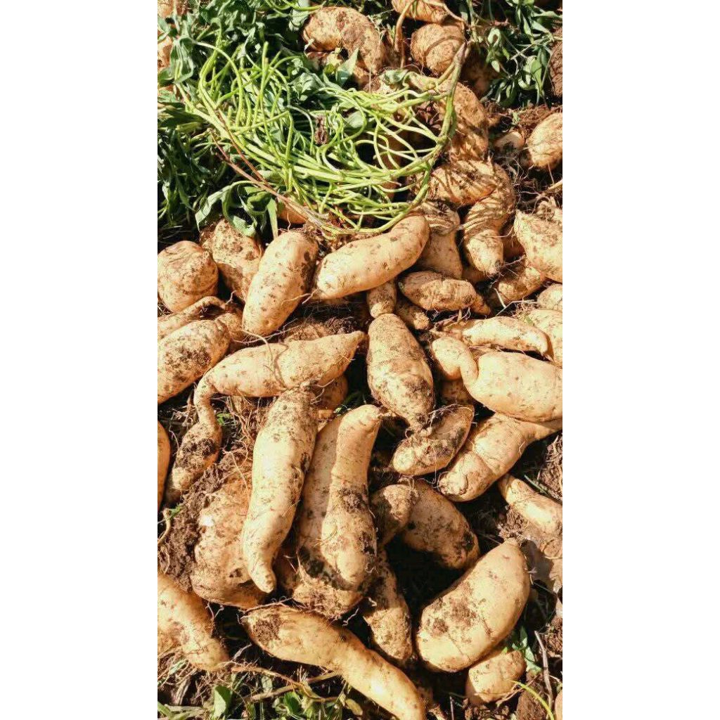 

Ubi madu cilembu B(ares beuneur) 1KG isi banyak, khusus panggang, lobi-lobi dan kukus.